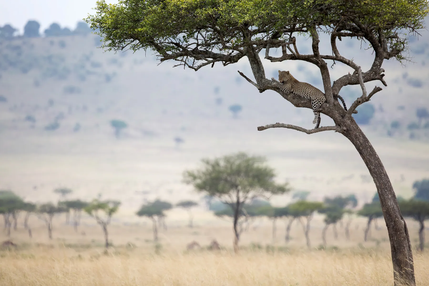 Safari & Shutter